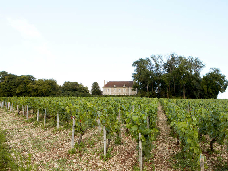 château et les vignes