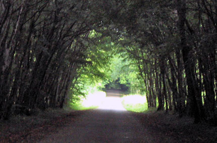 tunel de verdure entre Cruzy et Sennevoy